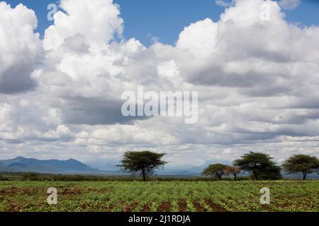 Bauern, die auf ihrem Land arbeiten, Meru, Kenia Stockfoto