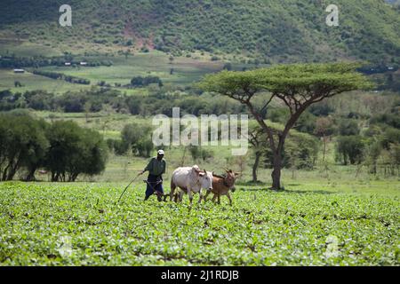 Bauern, die auf ihrem Land arbeiten, Meru, Kenia Stockfoto