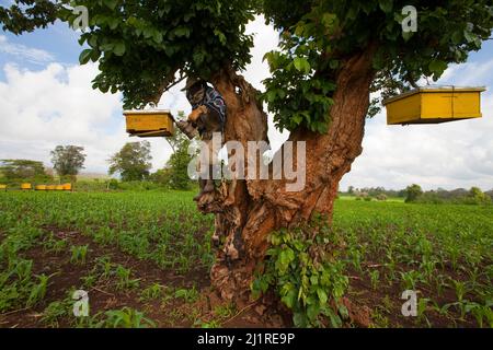 Bienenzucht- und Honigprojekt, Mercy, in weißem Bienenanzug. Dies ist ein Gemeinschaftsprojekt, das von der lokalen NGO IPI, Meru, Kenia, unterstützt wird Stockfoto