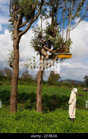 Bienenzucht- und Honigprojekt, Mercy, in weißem Bienenanzug. Dies ist ein Gemeinschaftsprojekt, das von der lokalen NGO IPI, Meru, Kenia, unterstützt wird Stockfoto