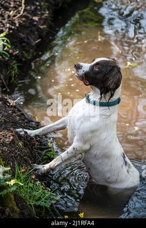 Ein weißer springer-Spaniel mit dunkelbraunen Flecken, der an einem Fluss spielt Stockfoto