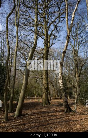 Hohe Buche Epping Forest Stockfoto