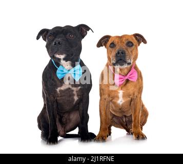 Staffordshire Bull Terrier vor weißem Hintergrund Stockfoto
