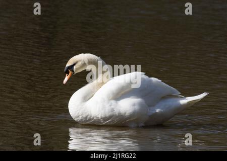 Stummer Schwan Cygnus Connaught Water Epping Forest Essex Stockfoto