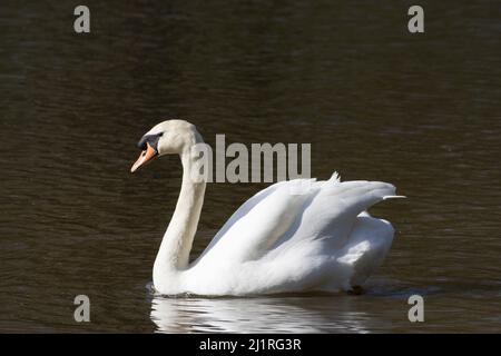 Stummer Schwan Cygnus Connaught Water Epping Forest Essex Stockfoto