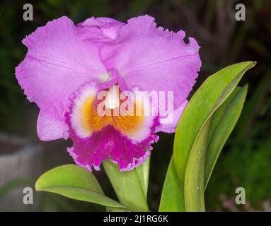 Große und spektakuläre rosa / mauve duftende Blume und grüne Blätter der Orchidee vor dunkelgrünem Hintergrund Stockfoto