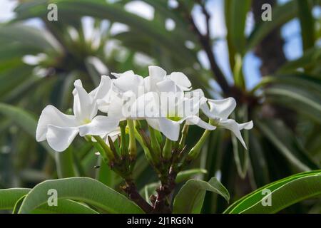 Ansammlung großer weißer Blüten der Pachypodium lamerei, Madagaskar-Palme, eine dürretolerante Sukkulente, vor dem Hintergrund grüner Blätter Stockfoto