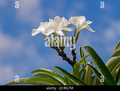 Ansammlung großer weißer Blüten der Pachypodium lamerei, Madagaskar-Palme, eine dürretolerante Sukkulente, vor dem Hintergrund des blauen Himmels Stockfoto