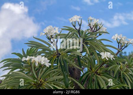 Cluster von großen weißen Blüten und Laub von Pachypodium lamerei, Madagaskar-Palme, Dürre tolerant Sukkulente Pflanze, vor dem Hintergrund des blauen Himmels Stockfoto