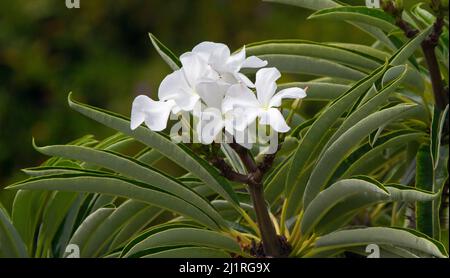 Ansammlung großer weißer Blüten der Pachypodium lamerei, Madagaskar-Palme, eine dürretolerante Sukkulente, vor dem Hintergrund grüner Blätter Stockfoto