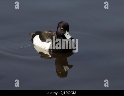 Männliche Tuftente Aythya Fuligula Stockfoto