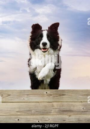Training für einen Border Collie auf einem Zaun für Gehorsamkeitsdisziplin Stockfoto