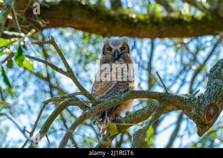 Ein großer gehörnter Eulenkaul, der vor kurzem sein Nest verließ und auf einem Zweig im Audubon Park, New Orleans, Louisiana, USA, thronte Stockfoto