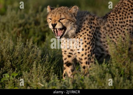 Geparden-Snarling, Tansania Stockfoto