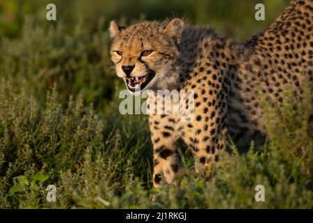 Geparden-Snarling, Tansania Stockfoto