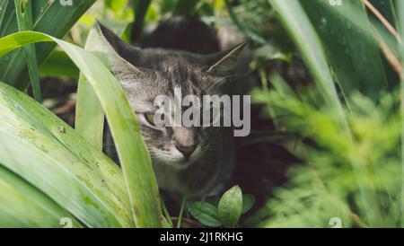 Im Sommer versteckt sich eine tabby Katze im Gras. Katze liegt auf einem grünen Gras auf einer Sommerwiese. Stockfoto