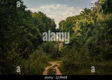 Enger gewundener Weg durch grüne Büsche und Bäume gegen den wolkigen Himmel in der Landschaft Stockfoto