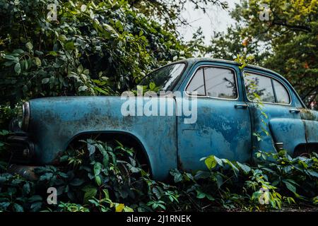 Das alte verlassene Auto war von Vegetation überwuchert. Stockfoto