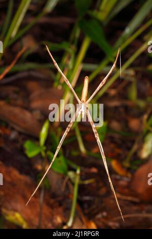 Netzgussspinne, Deinopis subrufa. Auch bekannt als eine rufous Net-casting Spider und eine Ogre-faced Spider. Coffs Harbour, NSW, Australien Stockfoto