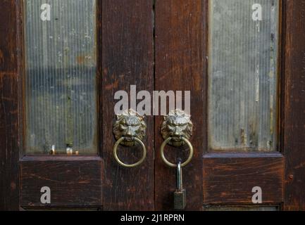 Isolierte Aufnahme von Messingringgriffen an einer alten Holz- und Glastür in Form eines Löwenköpfen und Aufhängen eines Messingschlosses. Stockfoto