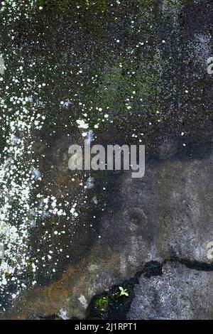 Alte, mit Schimmel korrodierte Betonwand in Indonesien. Stockfoto