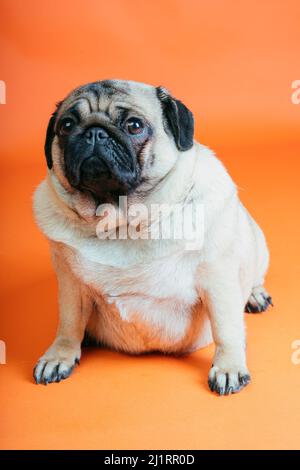 Ein schöner Mops sitzt auf einem orangen Hintergrund Stockfoto