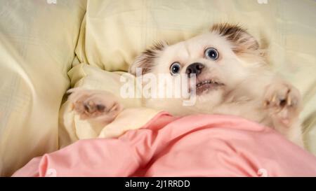 Samoyed Hund im Bett auf Schlafzimmer Hintergrund. Kleiner entspannter Hund, der auf dem Bett liegt. Kleiner weißer Hund mit blauen Augen, der zu Hause auf dem Bett liegt. Stockfoto