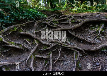 Wurzeln dienen als Treppenhaus, umgeben von Schmutz und Vegetation. Stockfoto