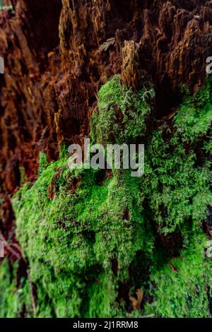 Kräftiges Muster aus Grün und Rot, das sich auf einer stumpf gezeichneten Textur vermischen und so eine schöne Präsenz auf der Kamera zeigen. Stockfoto