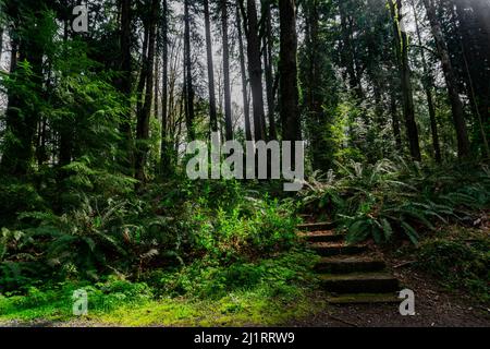 Holzweg hinunter in den Park mitten in einem Wald. Stockfoto