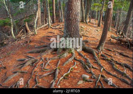 Nadelwald auf einem Kamm. Stamm- und freiliegende Wurzeln einer östlichen Weißkiefer (Pinus strobus). Kiefernnadeln auf dem Waldboden. Ashland State Park. Stockfoto