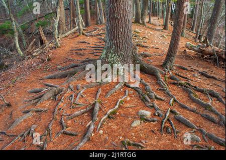 Nadelwald auf einem Kamm. Stamm- und freiliegende Wurzeln einer östlichen Weißkiefer (Pinus strobus). Kiefernnadeln auf dem Waldboden. Ashland State Park. Stockfoto