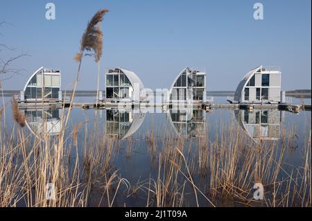 Elsterheide, Deutschland. 25. März 2022. Schilf wächst am Ufer vor schwimmenden Ferienhäusern am Geierswalde-See. Am 2. April 2022 feiert der Tourismusverband Lausitzer Seenland sein 10.-jähriges Bestehen. Quelle: Sebastian Kahnert/dpa-Zentralbild/dpa/Alamy Live News Stockfoto