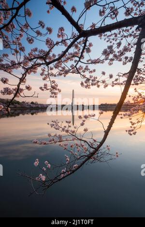 Der Morgengrauen im Tidal Basin in Washington DC, während die frühlingshafte Blüte der Kirschblüten das Washington Monument bei Sonnenaufgang umrahmte. Stockfoto