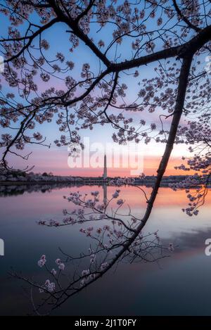 Der Morgengrauen im Tidal Basin in Washington DC, während die Frühlingsblüte der Kirschblüten das Washington Monument kurz vor Sonnenaufgang umrahmte. Stockfoto