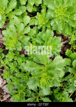 Blumiger Hintergrund mit jungen grünen Sukkulenten, Blumen in einem Blumenbeet, Blick von oben, Frühling im Park Stockfoto