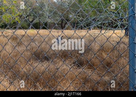 Hirsch hinter dem Zaun im Skyline Wilderness Park, einem versteckten Juwel und Wohnmobil-Campingpark im Herzen des Napa Valley Stockfoto