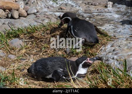 Humboldt Penquin (Spheniscus humboldti) im Calgary, Zoo, Calgary, Alberta, Kanada, 14. April 2019. Stockfoto