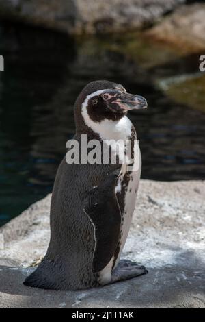 Humboldt Penquin (Spheniscus humboldti) im Calgary, Zoo, Calgary, Alberta, Kanada, 14. April 2019. Stockfoto