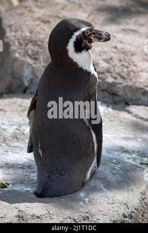 Humboldt Penquin (Spheniscus humboldti) im Calgary, Zoo, Calgary, Alberta, Kanada, 14. April 2019. Stockfoto