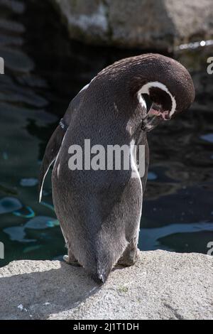 Humboldt Penquin (Spheniscus humboldti) im Calgary, Zoo, Calgary, Alberta, Kanada, 14. April 2019. Stockfoto