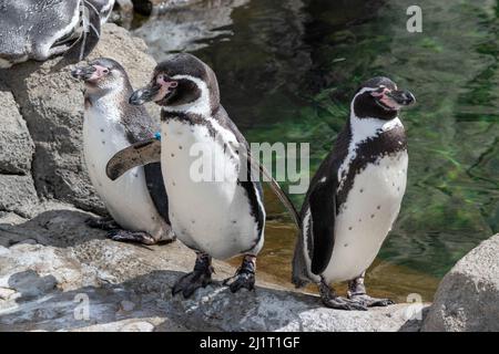 Humboldt Penquin (Spheniscus humboldti) im Calgary, Zoo, Calgary, Alberta, Kanada, 14. April 2019. Stockfoto