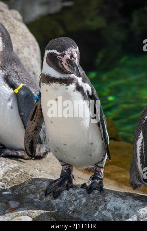 Humboldt Penquin (Spheniscus humboldti) im Calgary, Zoo, Calgary, Alberta, Kanada, 14. April 2019. Stockfoto