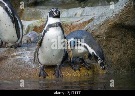 Humboldt Penquins (Spheniscus humboldti) im Calgary, Zoo, Calgary, Alberta, Kanada, 16. Februar 2019. Stockfoto