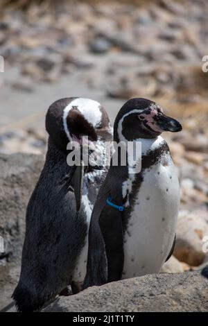 Humboldt Penquin (Spheniscus humboldti) im Calgary, Zoo, Calgary, Alberta, Kanada, 14. April 2019. Stockfoto