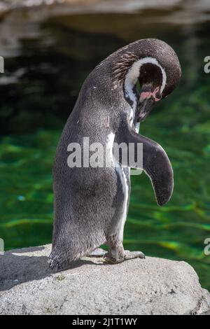 Humboldt Penquin (Spheniscus humboldti) im Calgary, Zoo, Calgary, Alberta, Kanada, 14. April 2019. Stockfoto