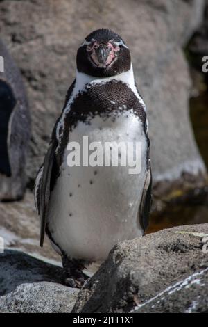 Humboldt Penquin (Spheniscus humboldti) im Calgary, Zoo, Calgary, Alberta, Kanada, 14. April 2019. Stockfoto