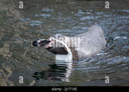 Humboldt Penquin (Spheniscus humboldti) im Calgary, Zoo, Calgary, Alberta, Kanada, 14. April 2019. Stockfoto