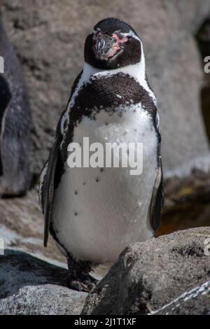 Humboldt Penquin (Spheniscus humboldti) im Calgary, Zoo, Calgary, Alberta, Kanada, 14. April 2019. Stockfoto