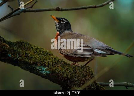 Ein amerikanischer Robin war auf der Anstehen und schaute nach Insekten Stockfoto